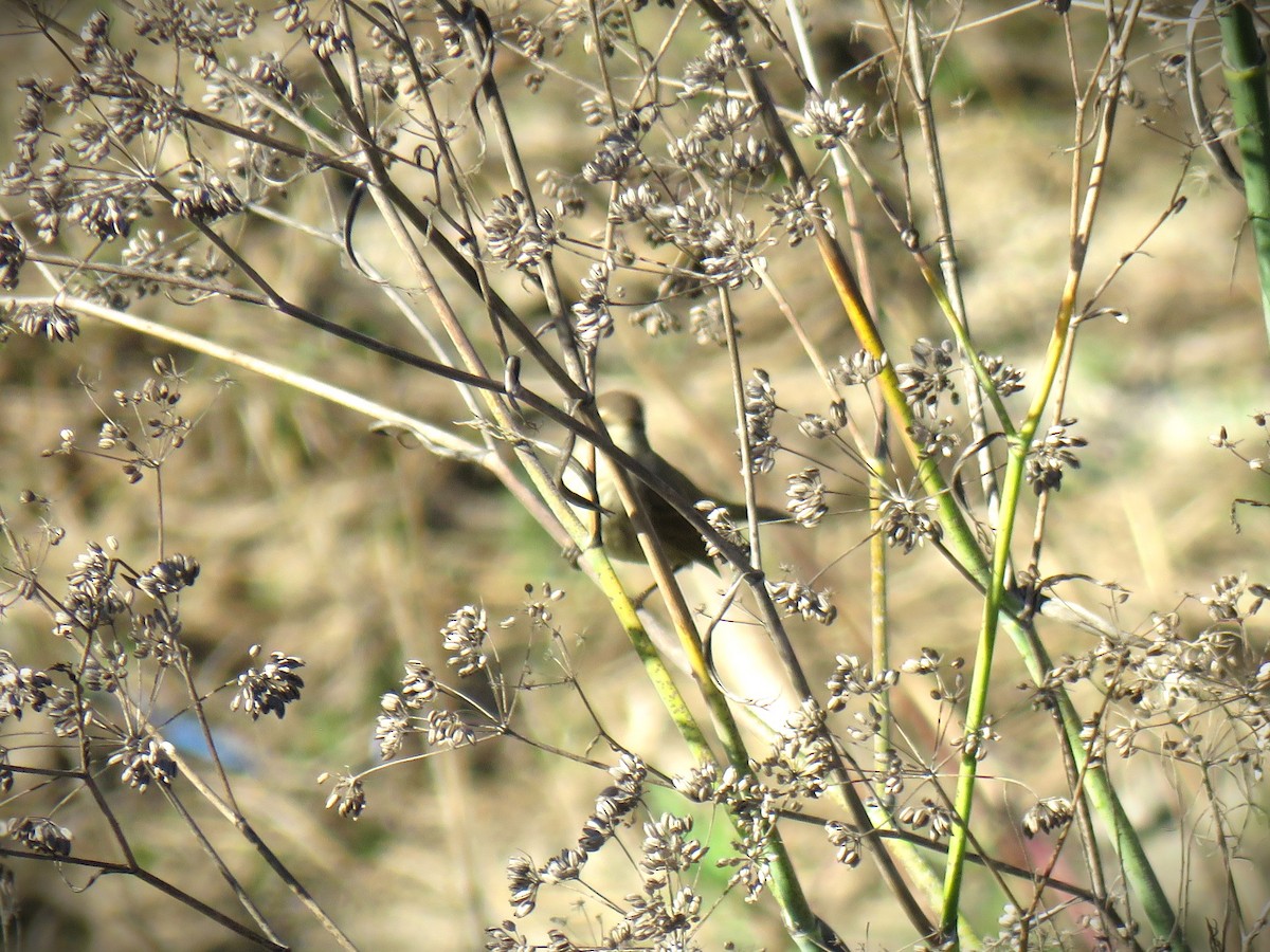 Palm Warbler - ML646762342