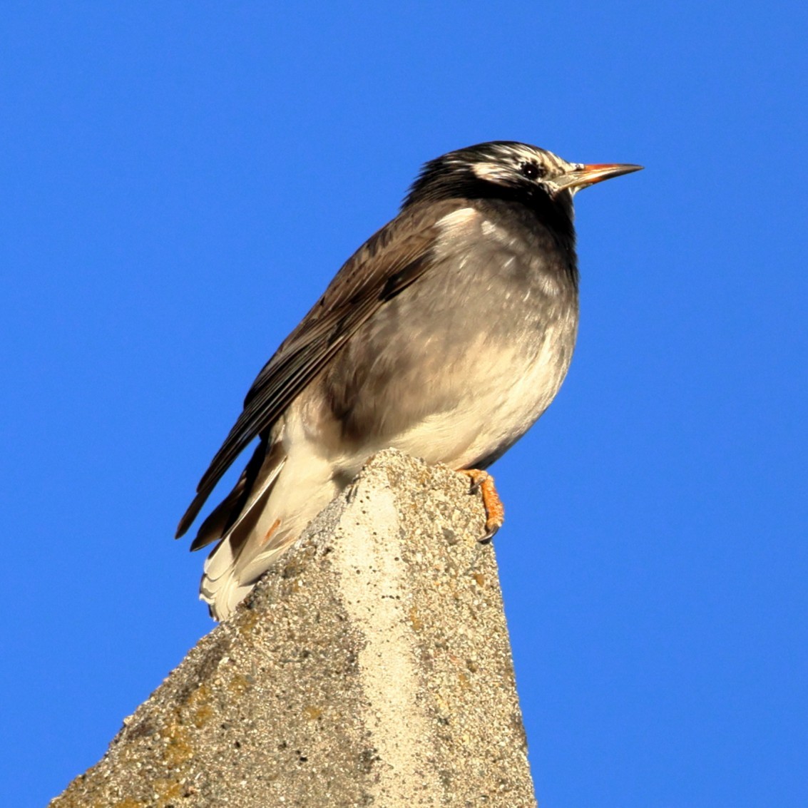 White-cheeked Starling - ML646762343