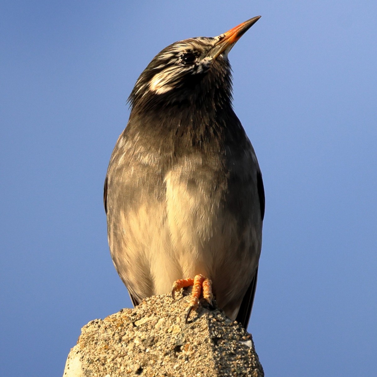 White-cheeked Starling - ML646762344