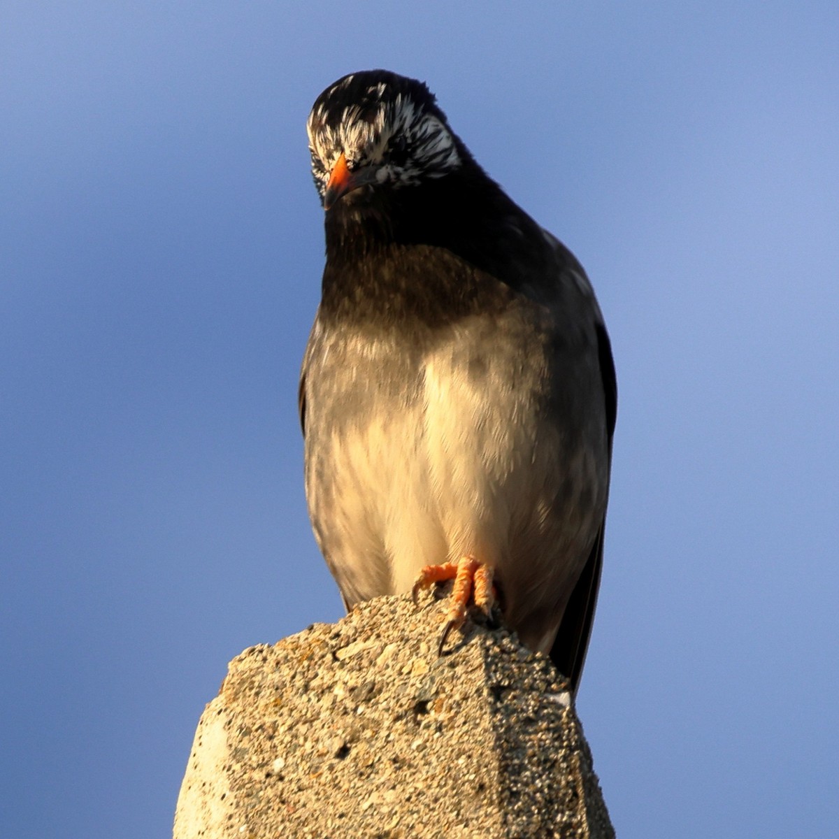 White-cheeked Starling - ML646762345