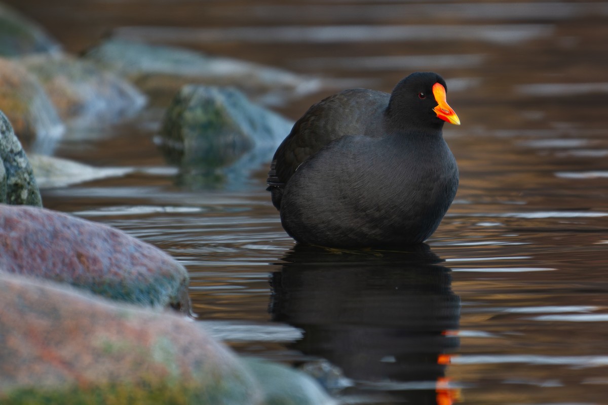 sivhøne x sothøne (hybrid) - ML646762346