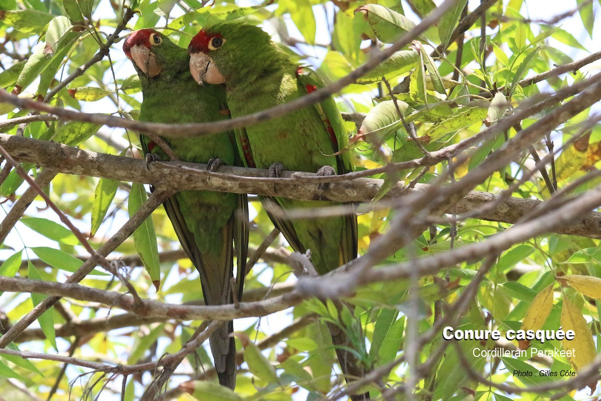 Aratinga Cordillerana - ML646762353