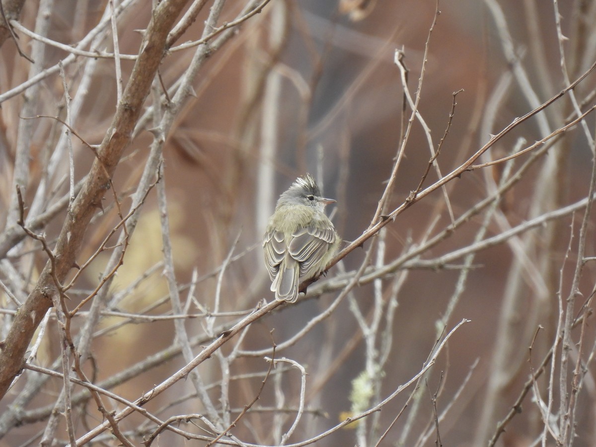 Gray-and-white Tyrannulet - ML646762354