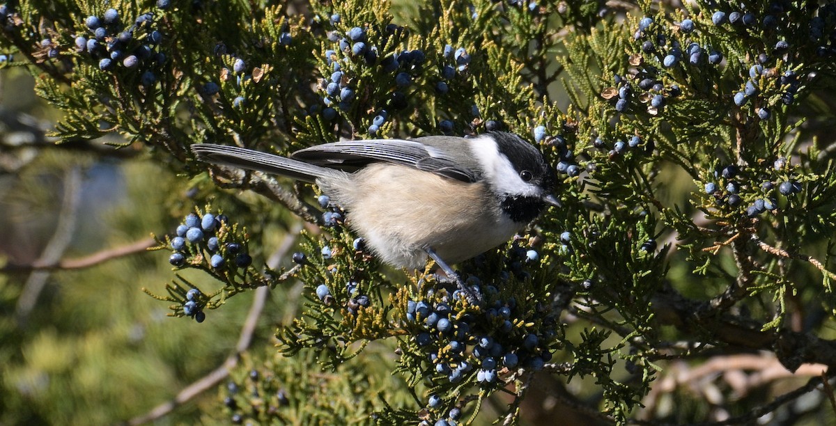 Black-capped Chickadee - ML646762355