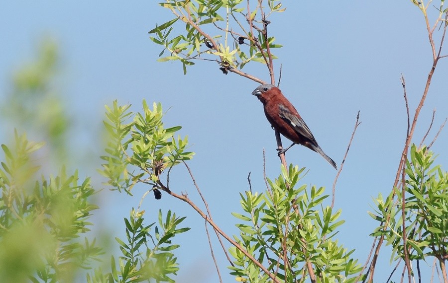 Chestnut Seedeater - ML646762356