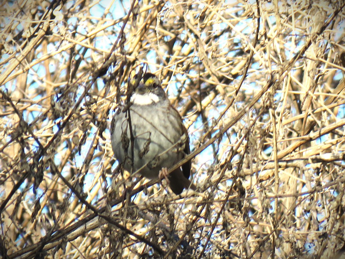 White-throated Sparrow - ML646762358