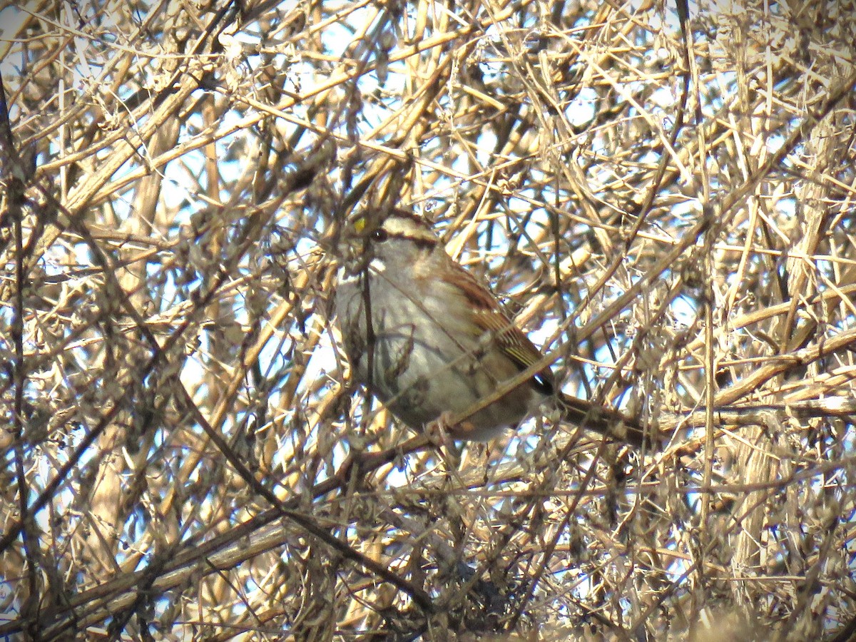 White-throated Sparrow - ML646762364