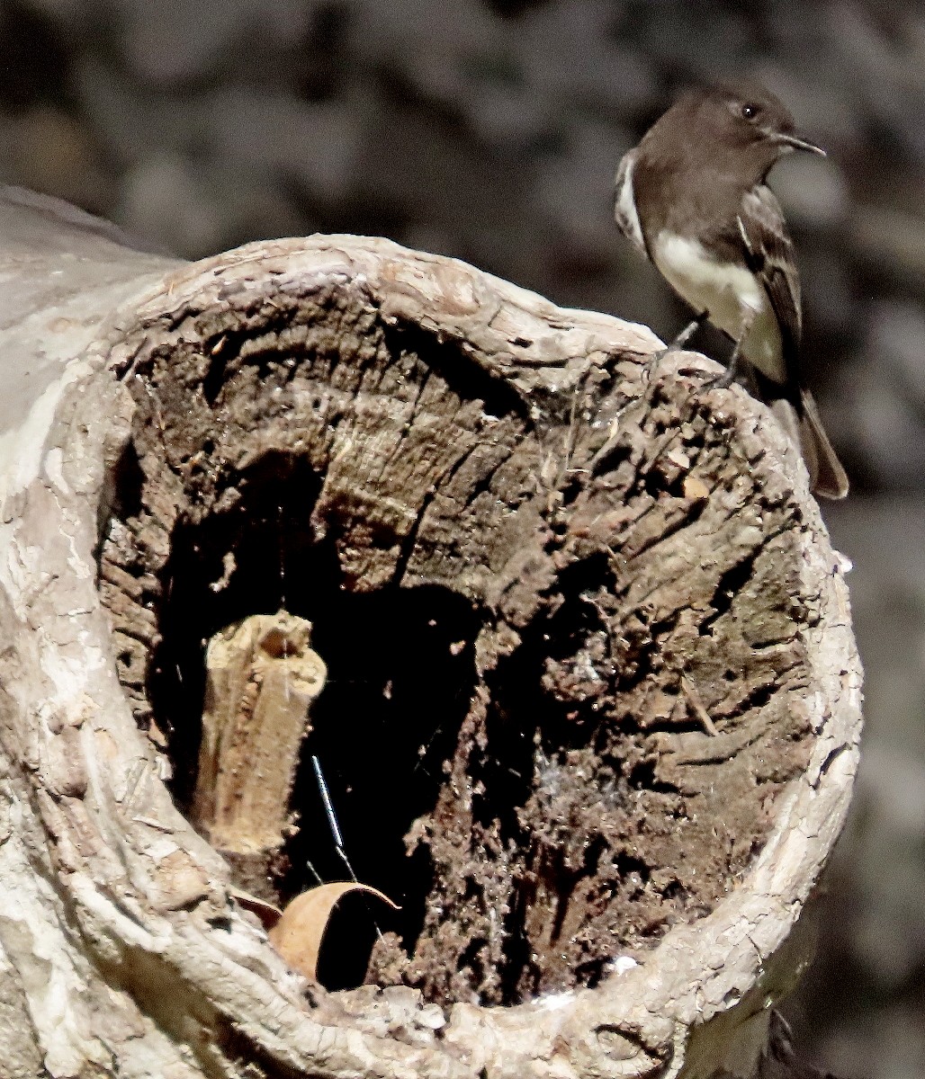 Black Phoebe - ML646762365