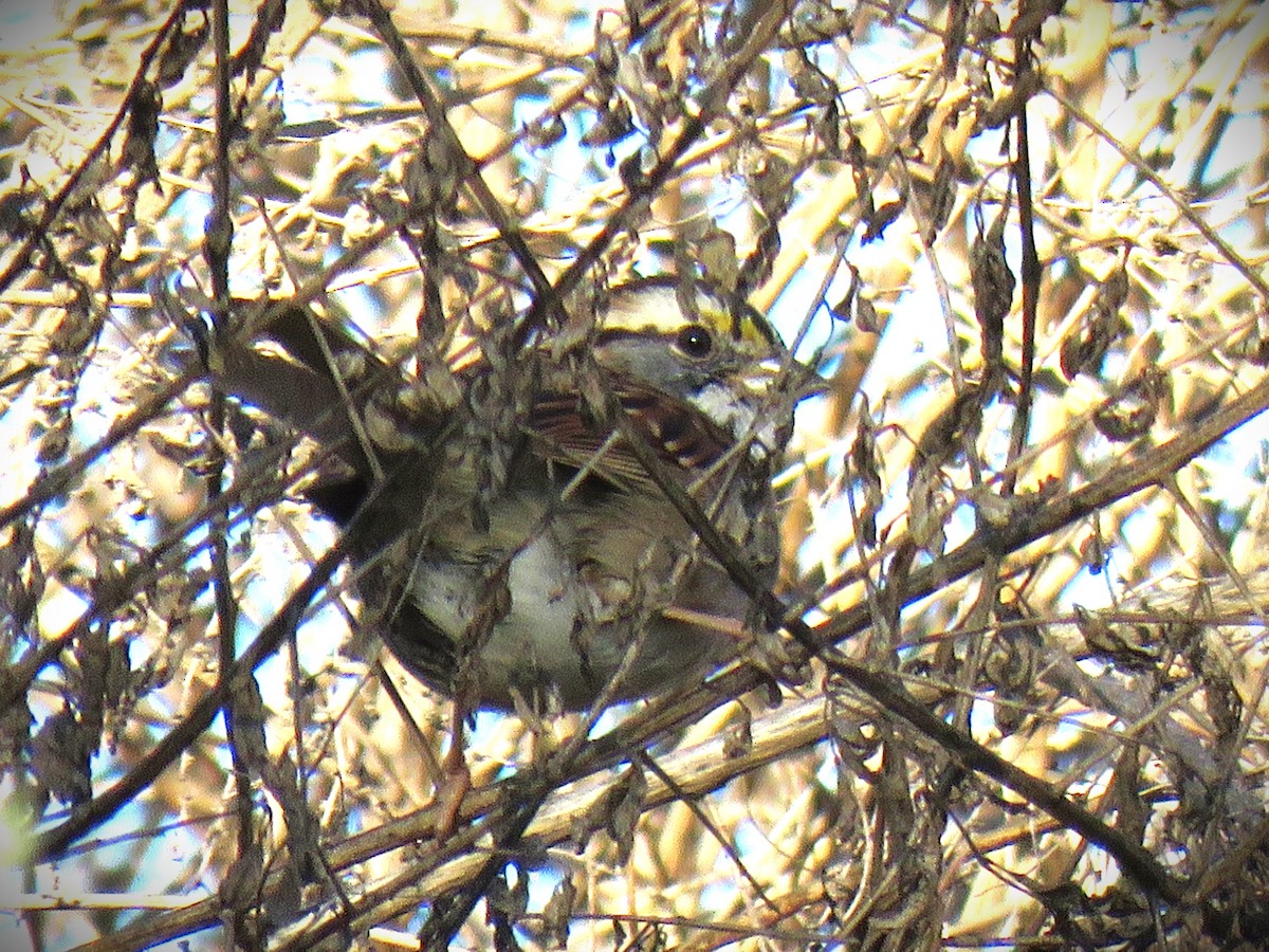 White-throated Sparrow - ML646762366