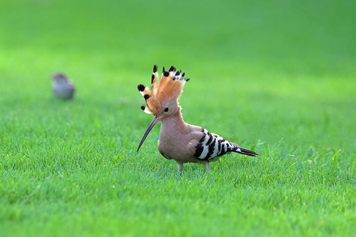 Common Hoopoe - ML646762368