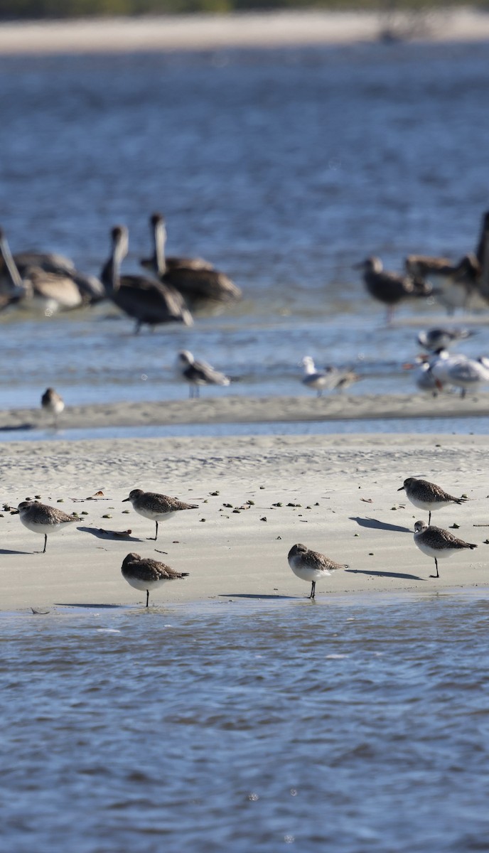 Сивка морська - ML646762379