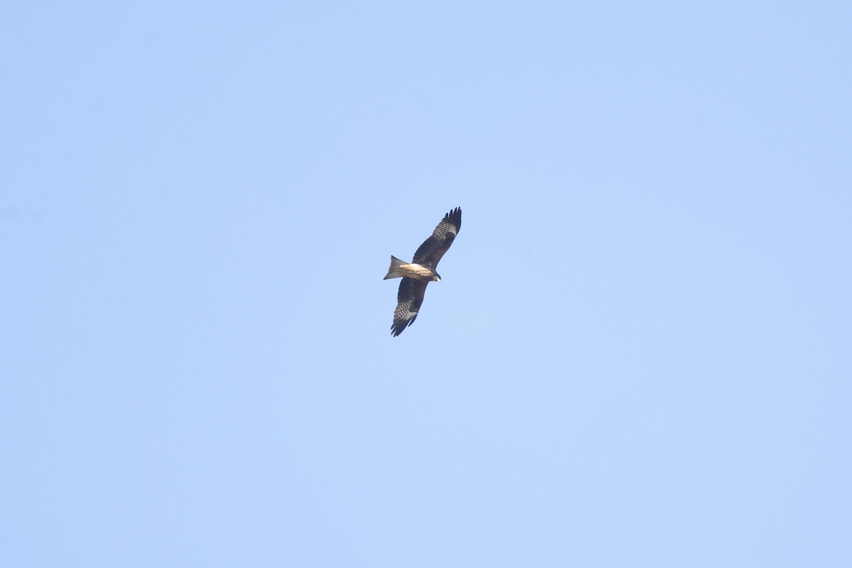 Black Kite (Black-eared) - ML646762382