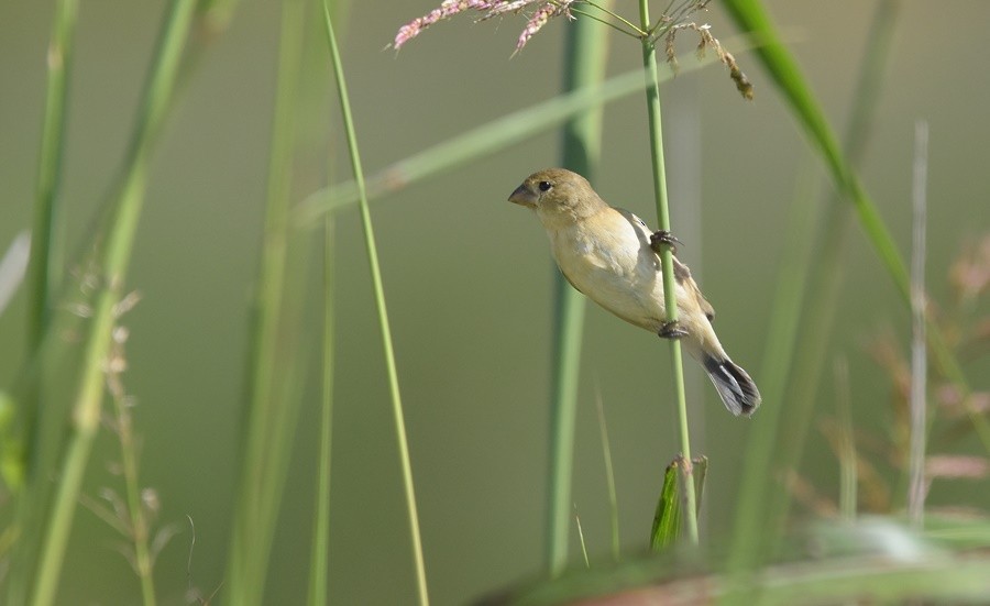 Chestnut Seedeater - ML646762383