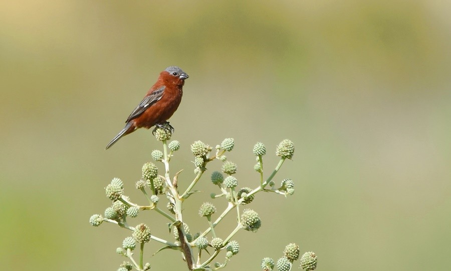 Chestnut Seedeater - ML646762384