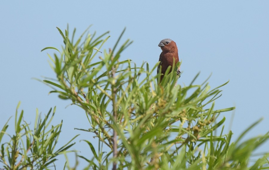 Chestnut Seedeater - ML646762385