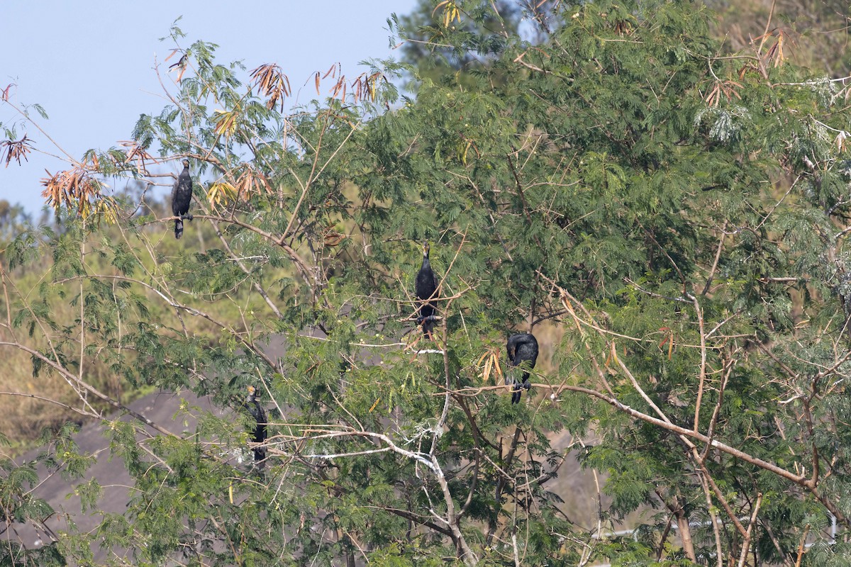 Great Cormorant (Eurasian) - ML646762387