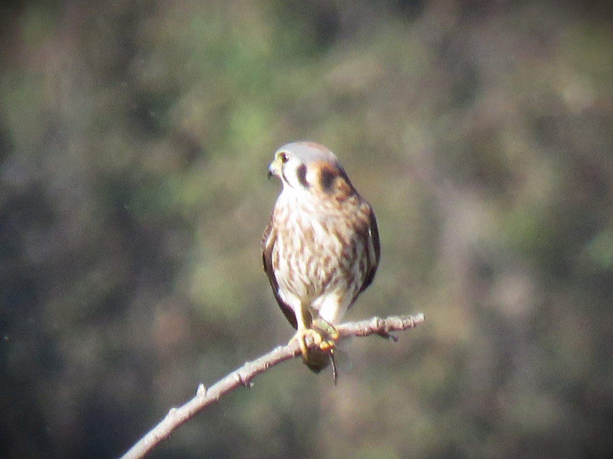 Belatz amerikarra - ML646762388