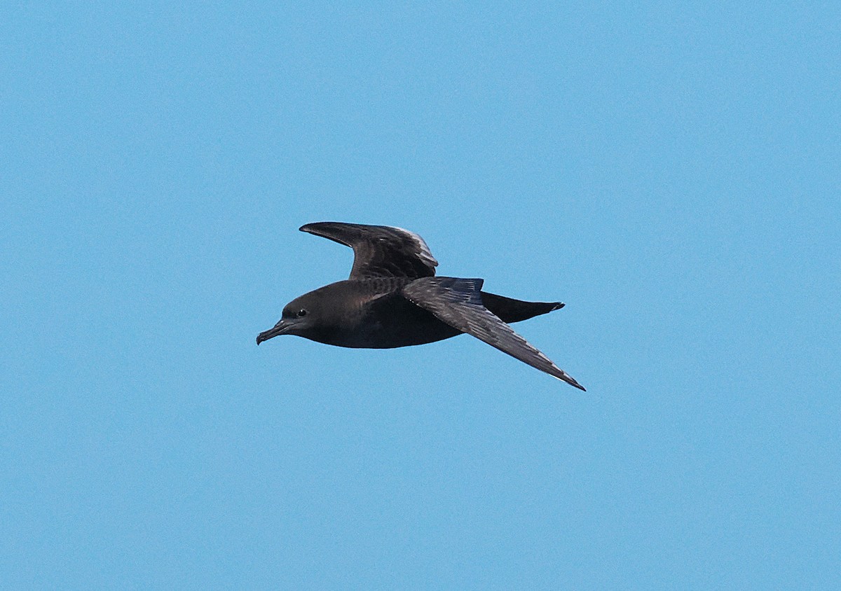 Sooty Shearwater - ML646762391