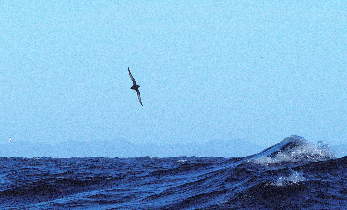 Sooty Shearwater - ML646762392