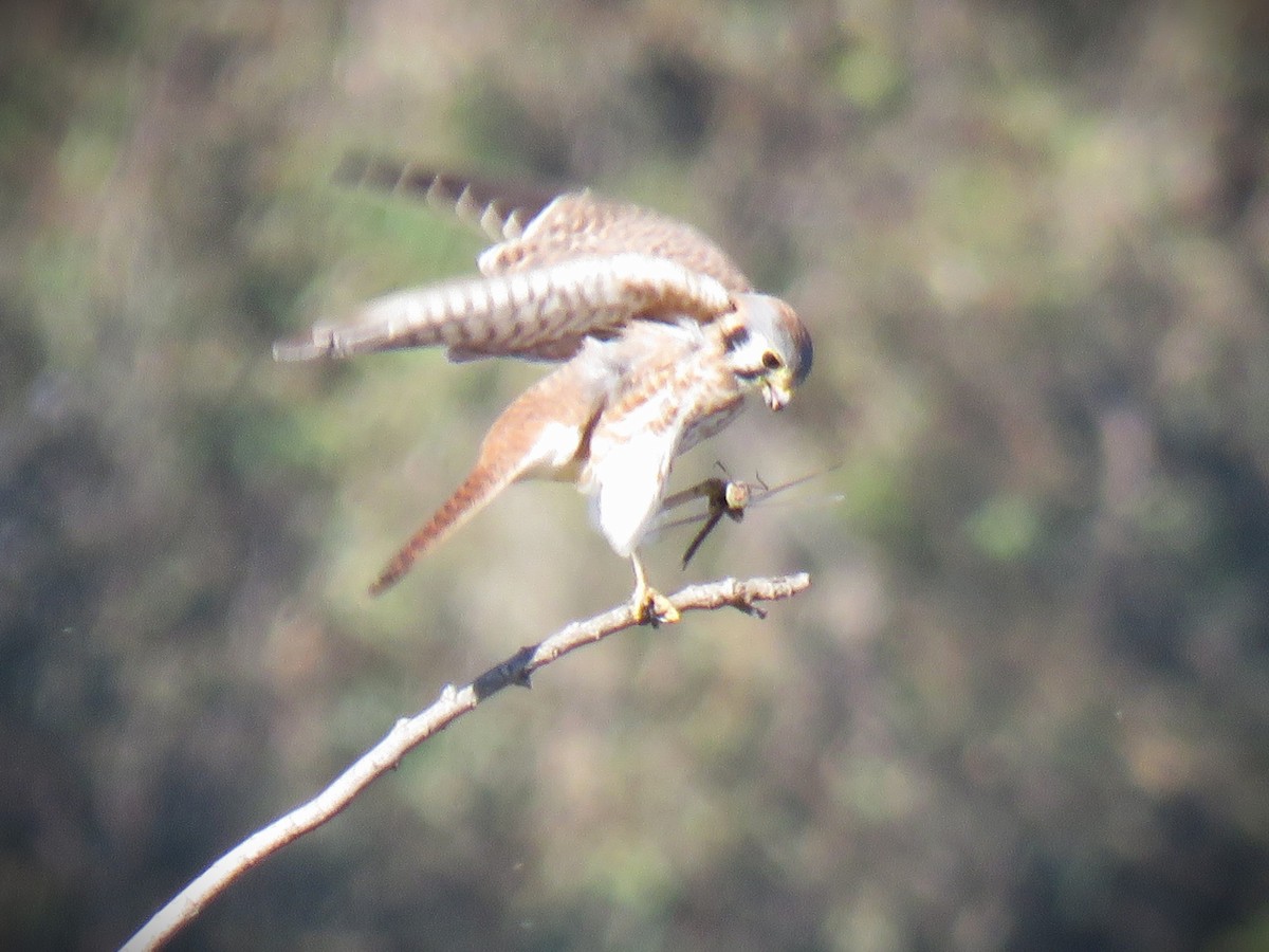 Belatz amerikarra - ML646762393