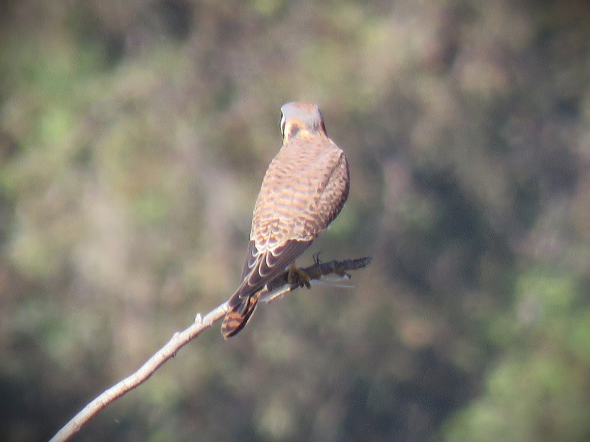 Belatz amerikarra - ML646762395