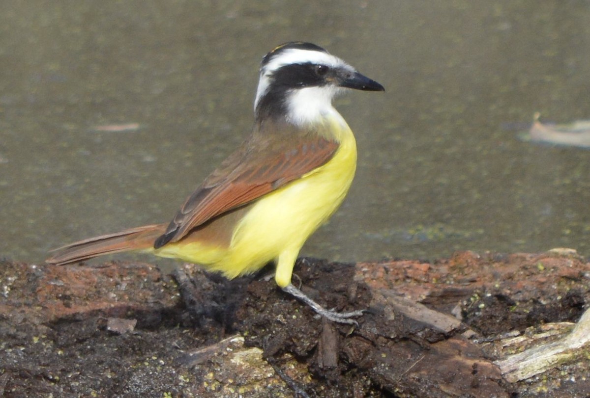 Great Kiskadee - ML646762396