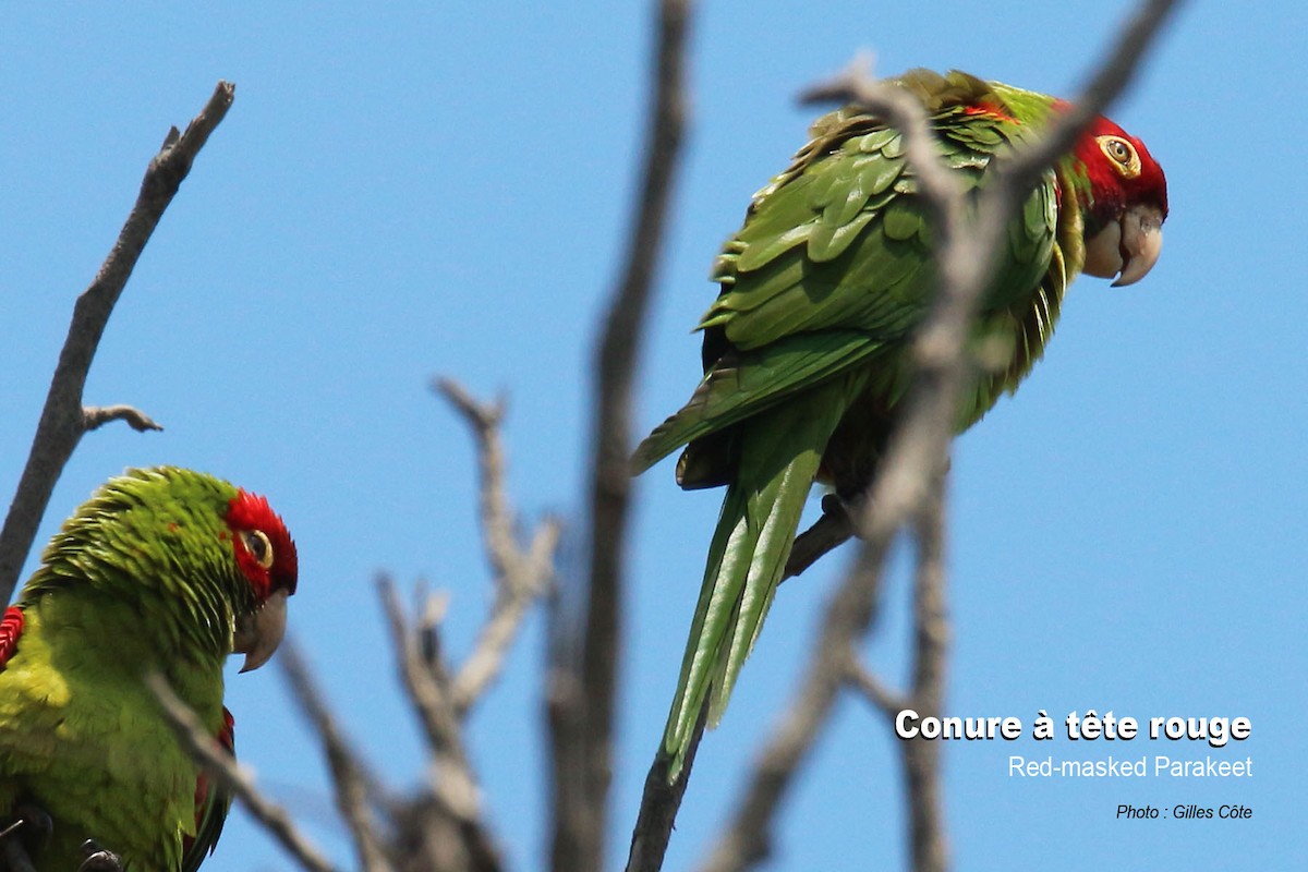 Aratinga de Guayaquil - ML646762400