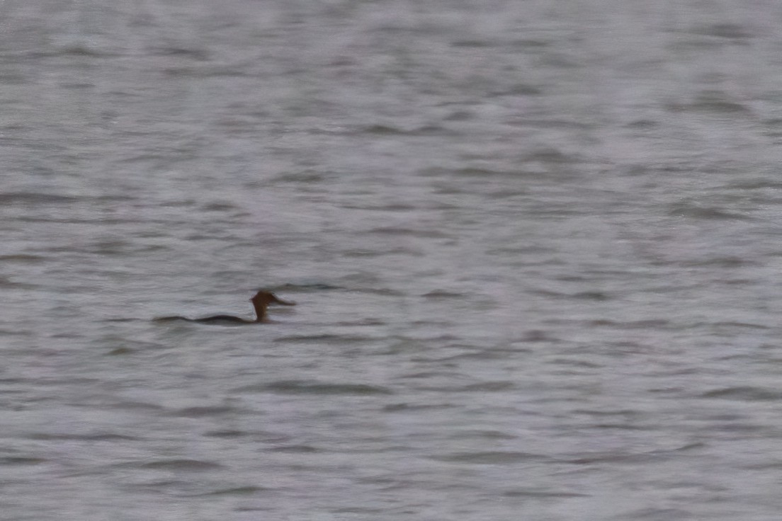 laksand - ML646762403