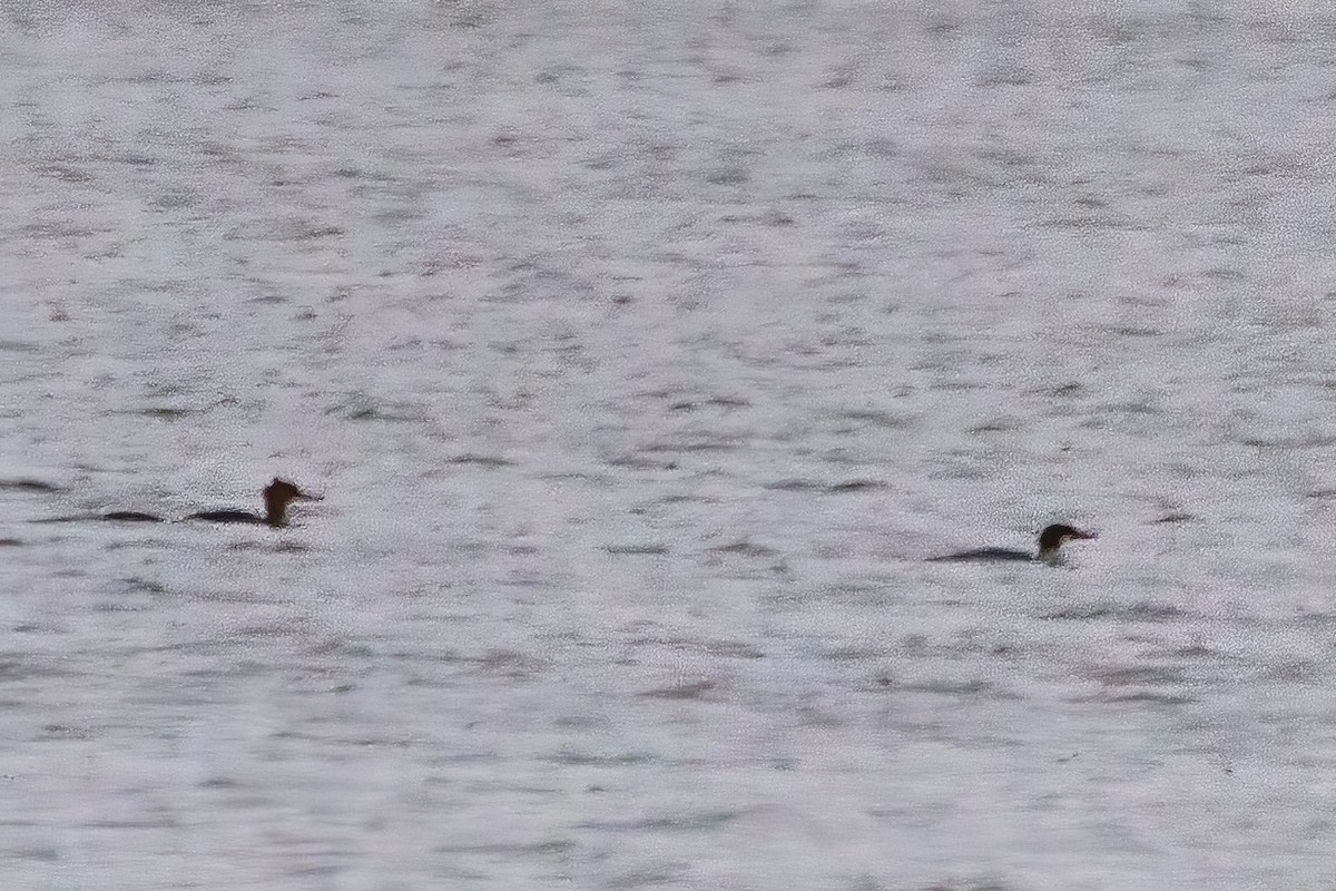 laksand - ML646762405