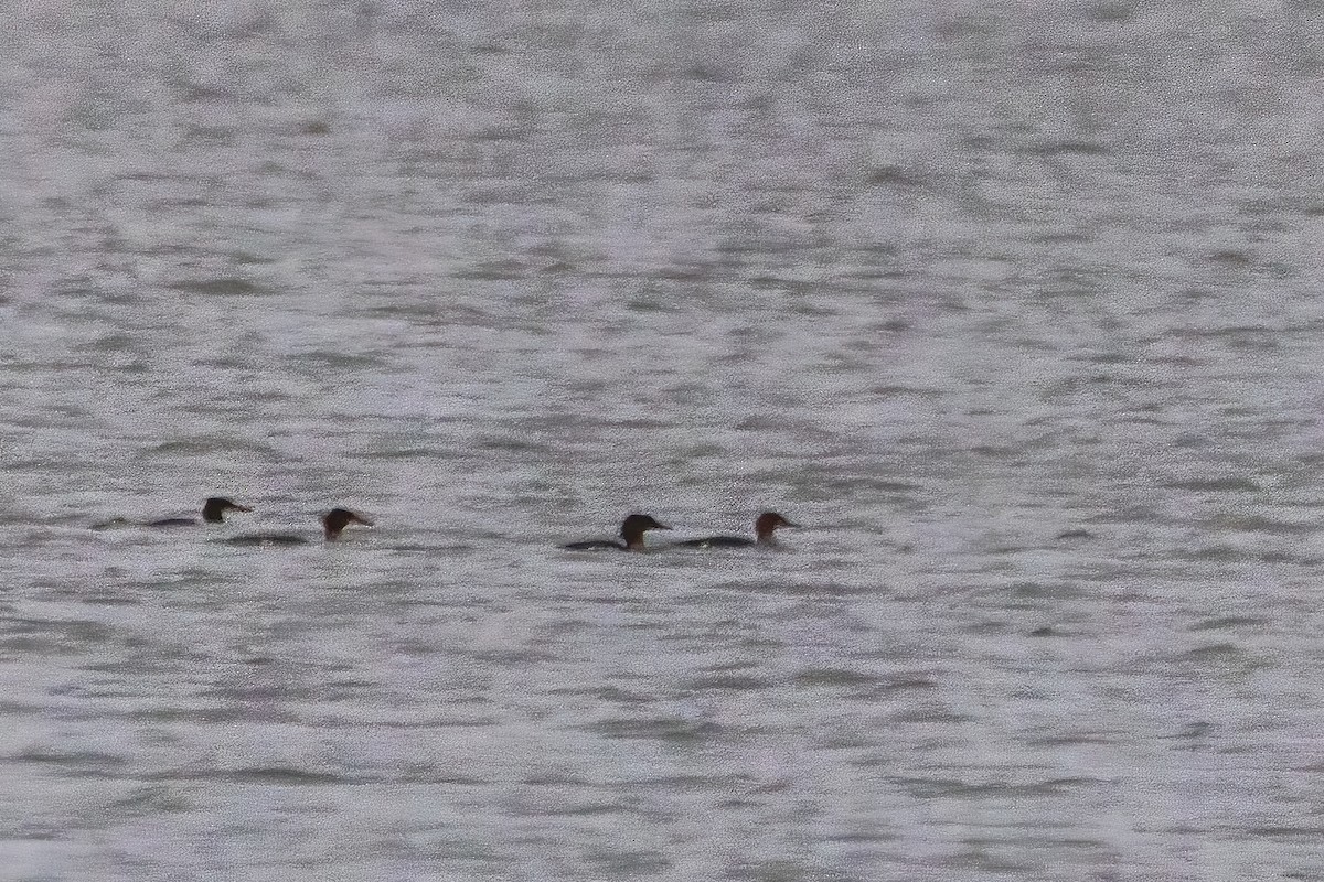 laksand - ML646762406