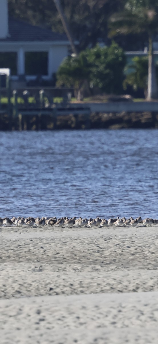 Побережник ісландський - ML646762411