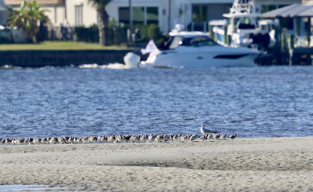 Побережник ісландський - ML646762412