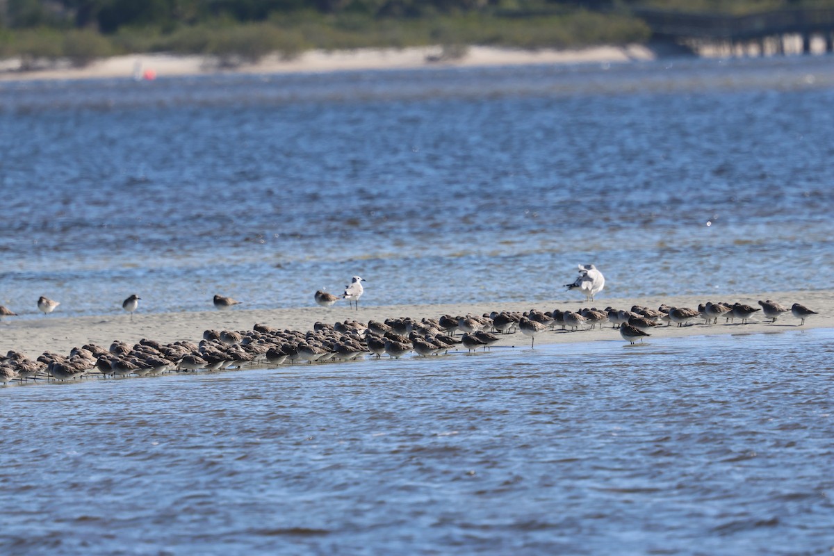 Побережник ісландський - ML646762413