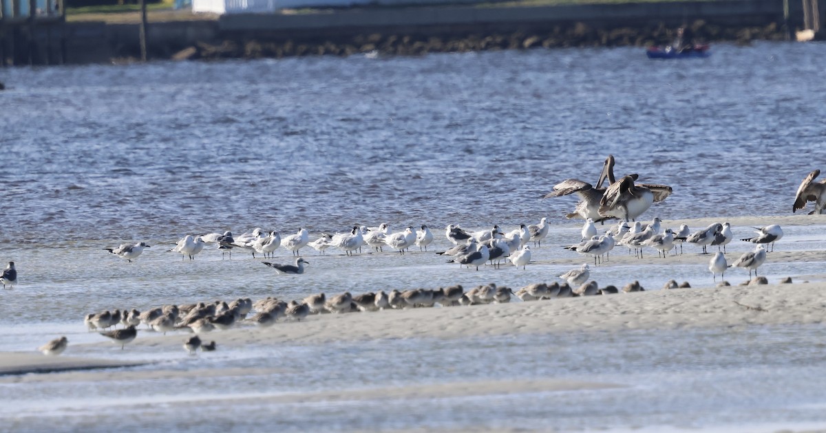 Побережник ісландський - ML646762414