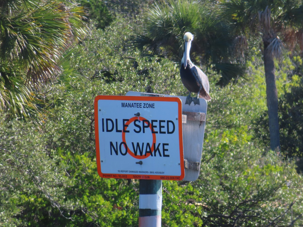 Kahverengi Pelikan - ML646762417