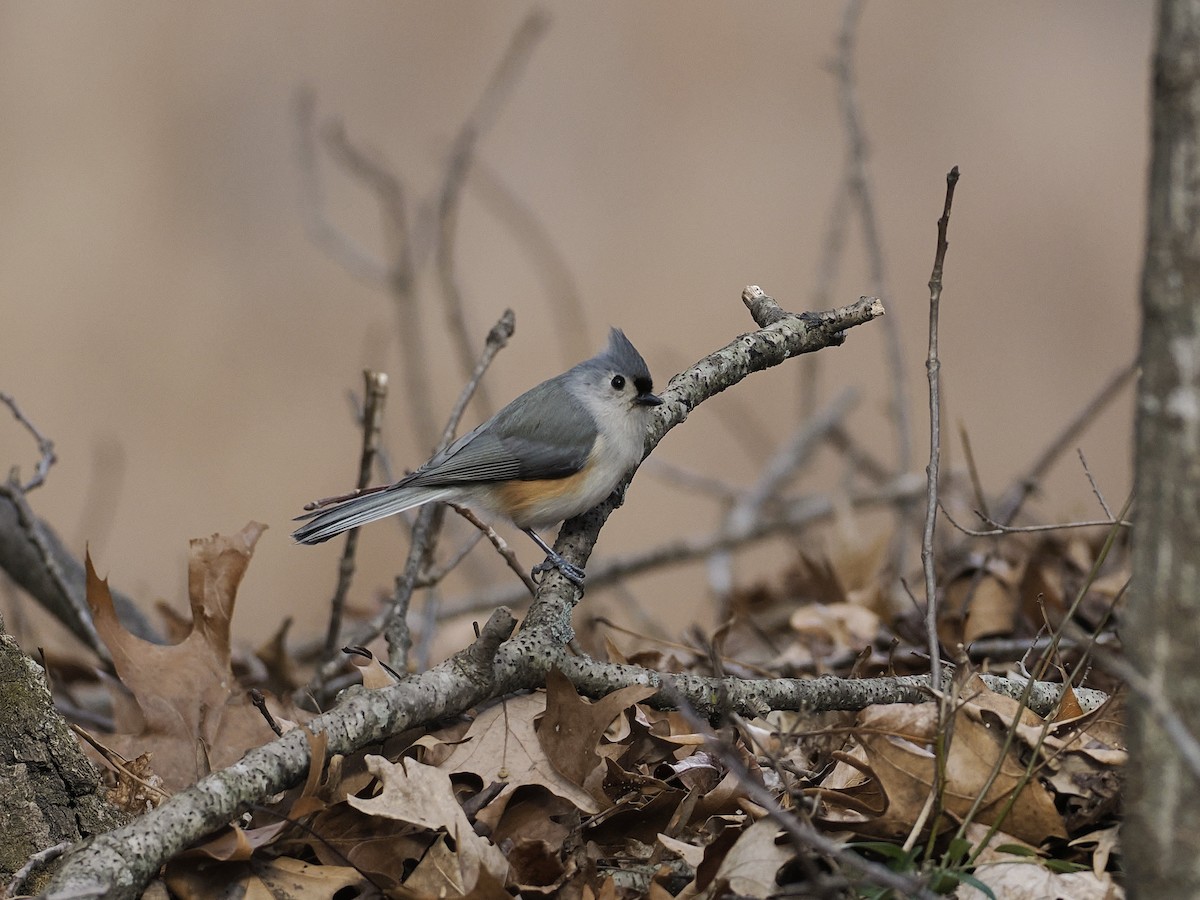 Tufted Titmouse - ML646762419
