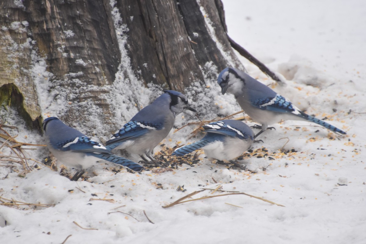 Blue Jay - ML646762420