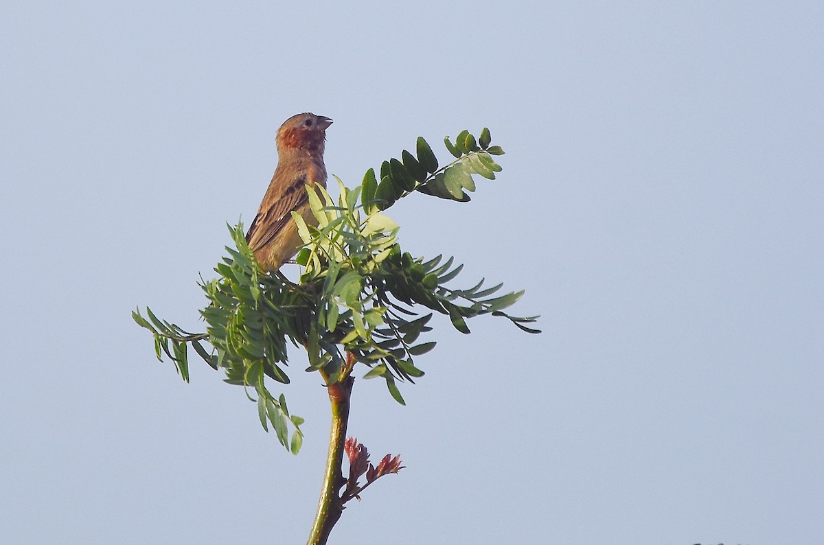 Chestnut Seedeater - ML646762424