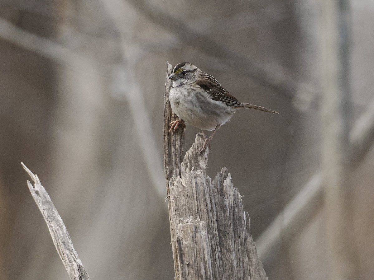White-throated Sparrow - ML646762425