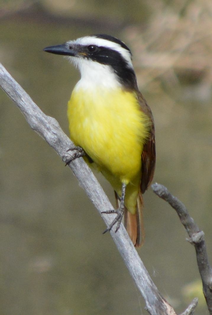 Great Kiskadee - ML646762427