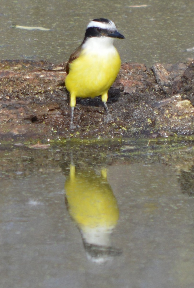 Great Kiskadee - ML646762428