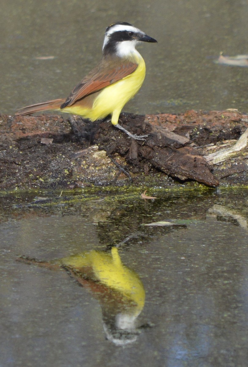 Great Kiskadee - ML646762429