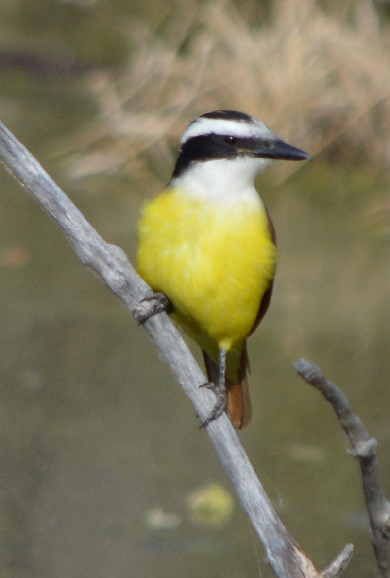 Great Kiskadee - ML646762430