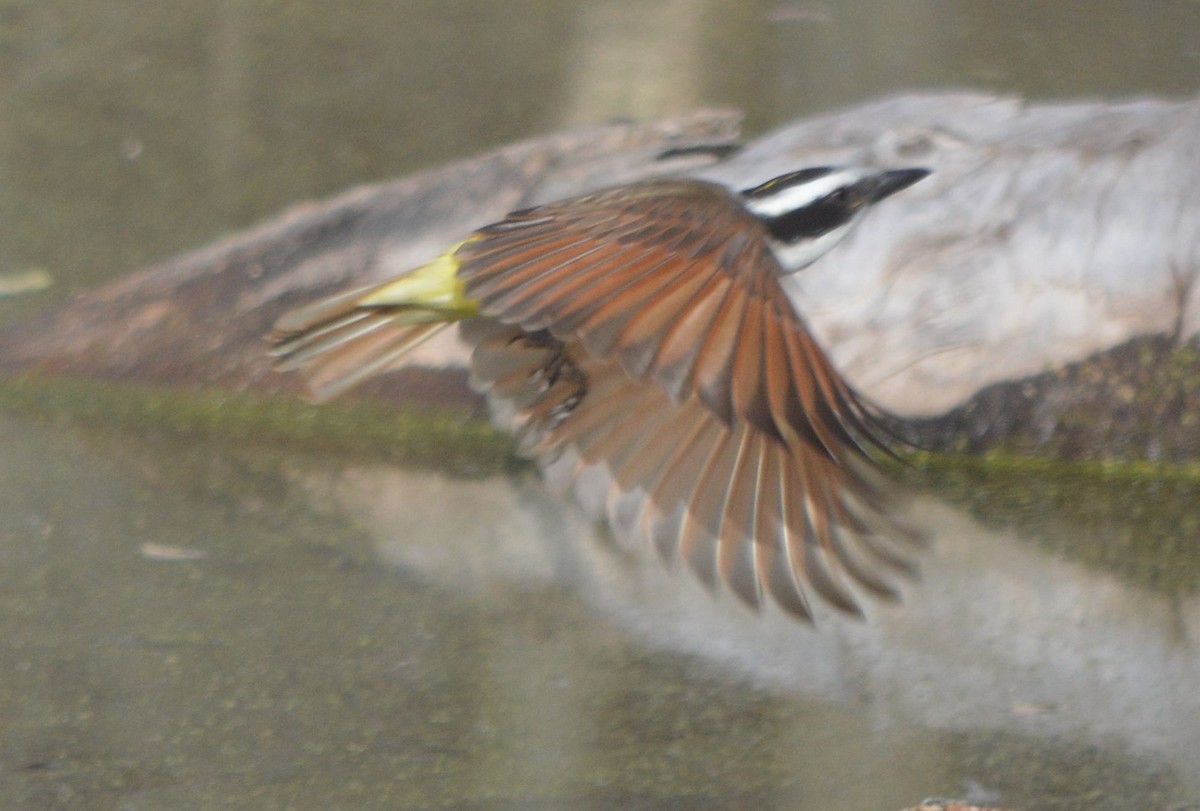 Great Kiskadee - ML646762431