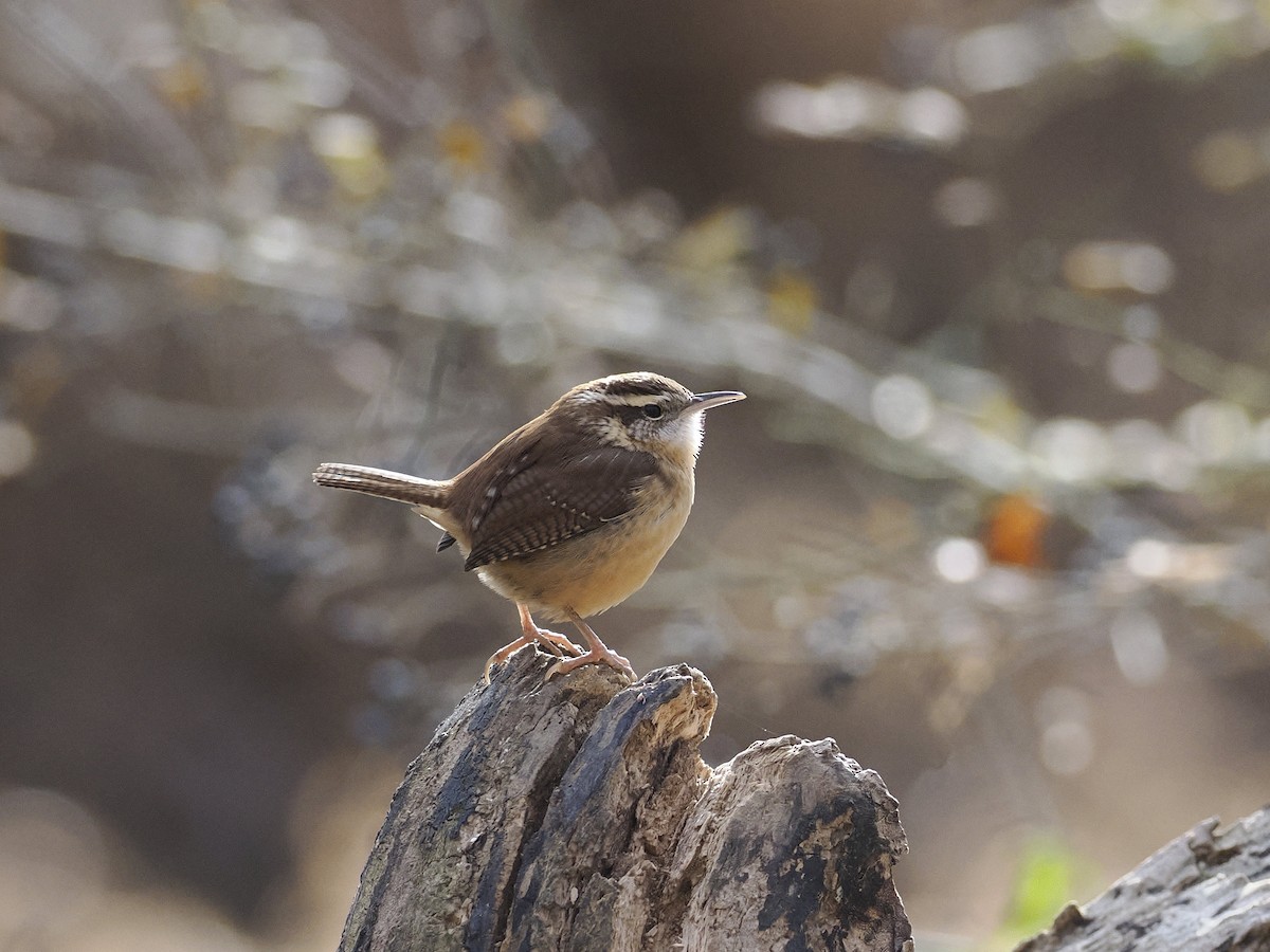 Carolina Wren - ML646762435