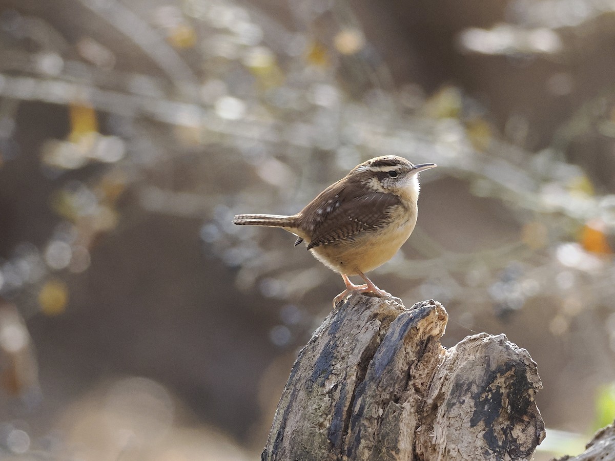 Carolina Wren - ML646762436