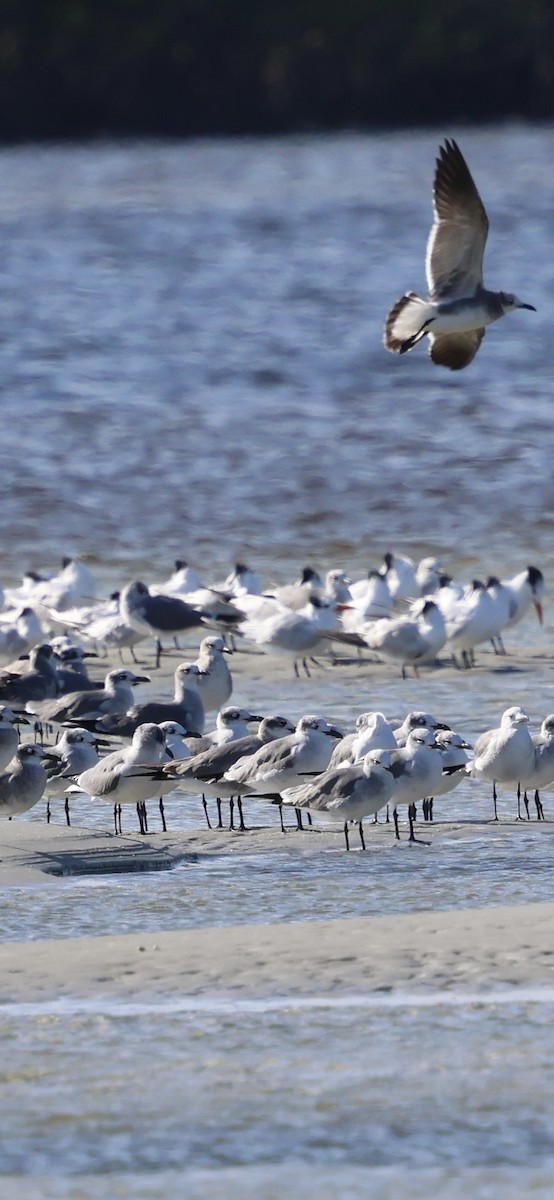 Мартин карибський - ML646762437