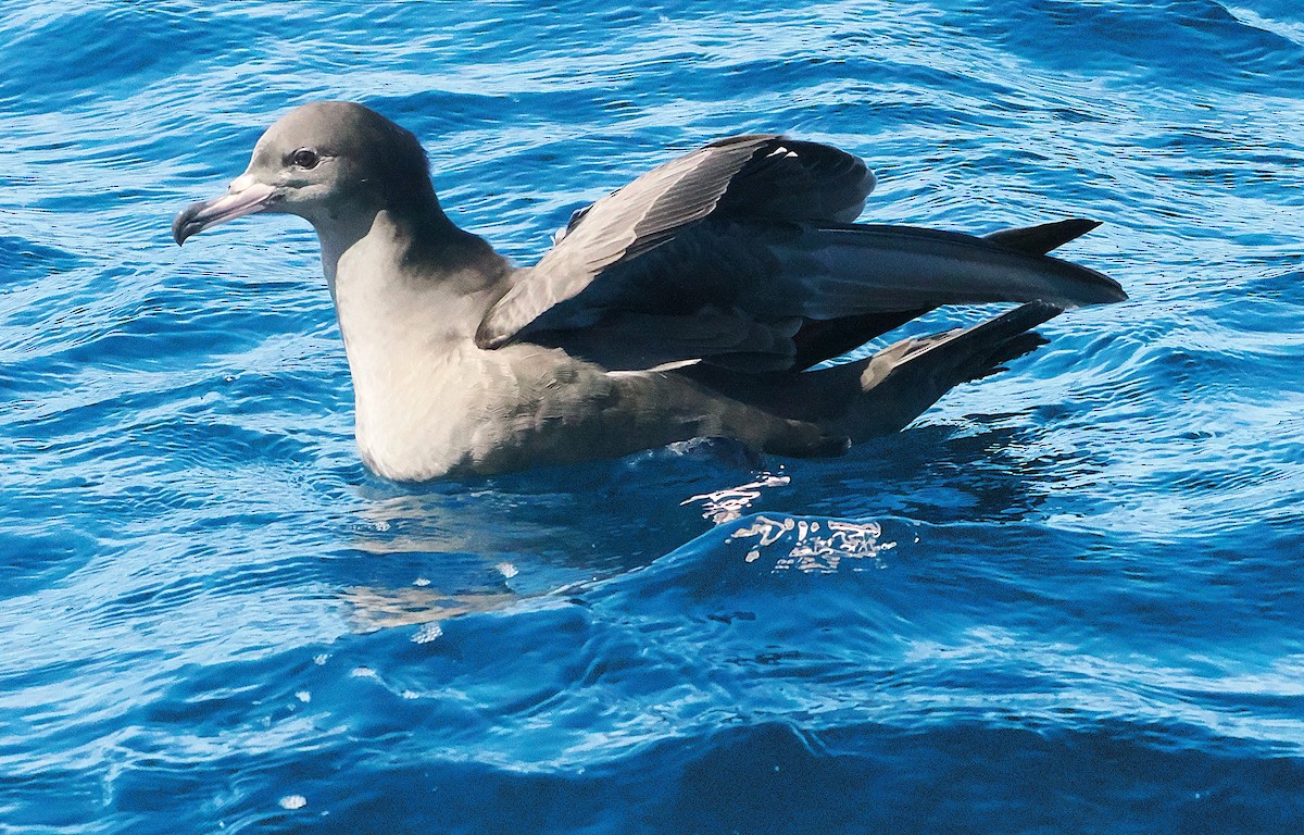 Blassfuß-Sturmtaucher - ML646762444