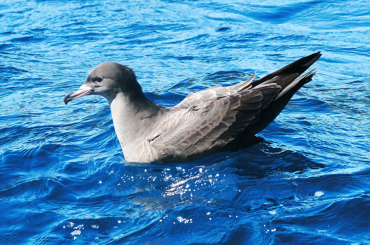 Blassfuß-Sturmtaucher - ML646762445