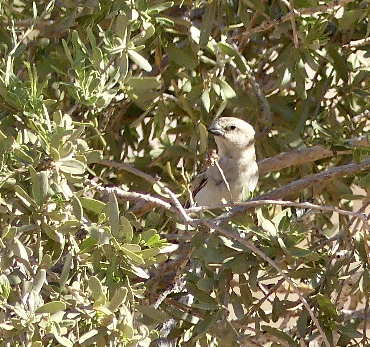 オオスズメ - ML646762446